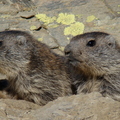Jeunes marmottes (Chateauroux des Alpes-05)