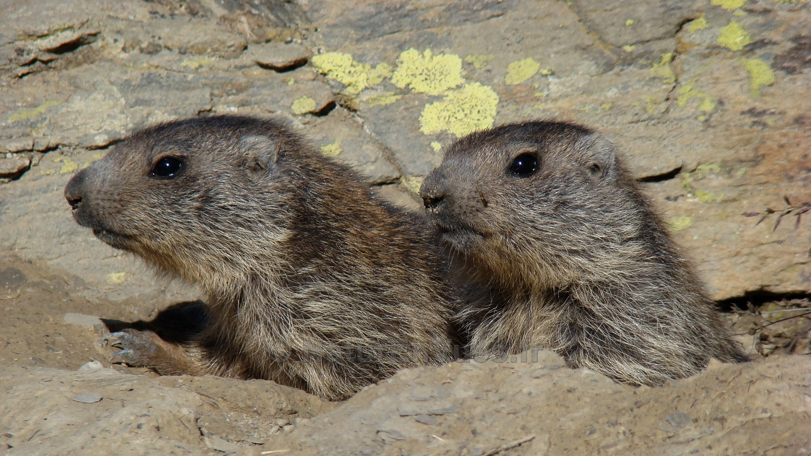 Jeunes marmottes (Chateauroux des Alpes-05)