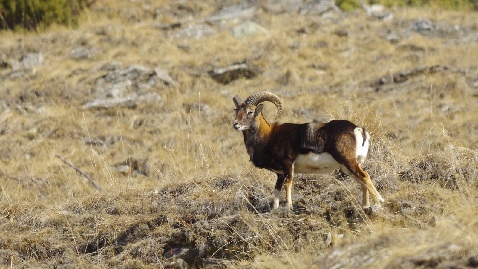 Mouflon corse (Ristolas-05)