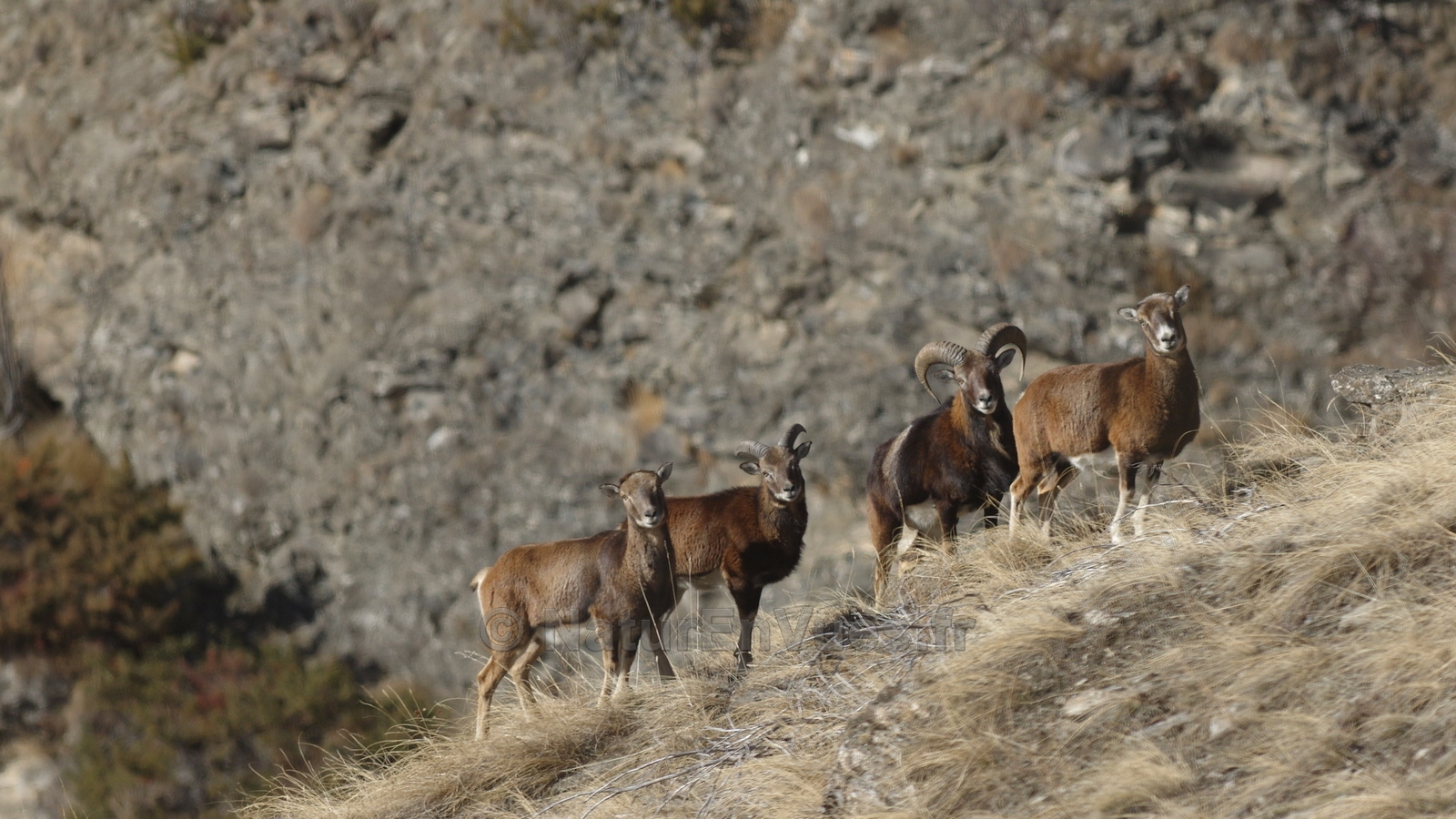 Mouflon corse (Ristolas-05)