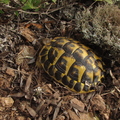 Tortue d'Herman (Les Mayons -83)