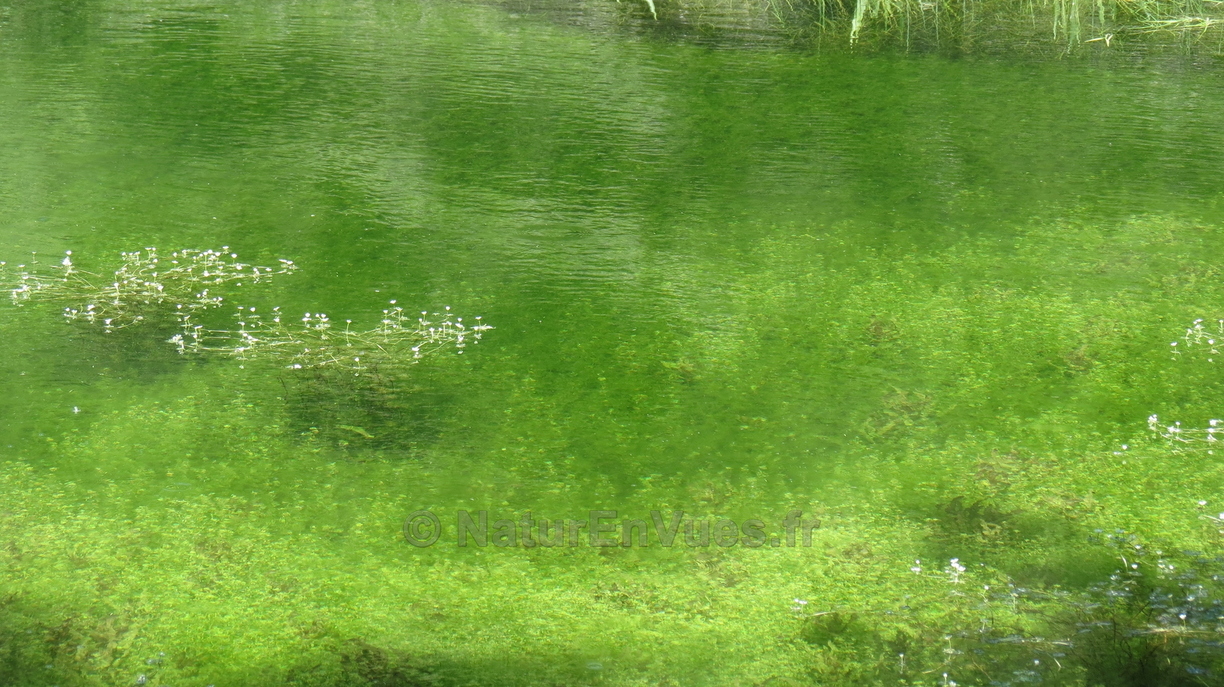 Le petit lac de Carqueiranne (83)
