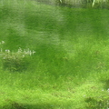Le petit lac de Carqueiranne (83)