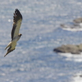 Aigle botté en migration (Gibraltar)