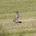 Faucon kobez mâle (La Verdière - 83)