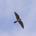 Faucon Kobez mâle  (La Verdière - 83)