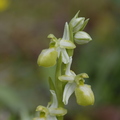 Ophrys exaltata sp arachnitiformis hypochrome (Gonfaron-83)