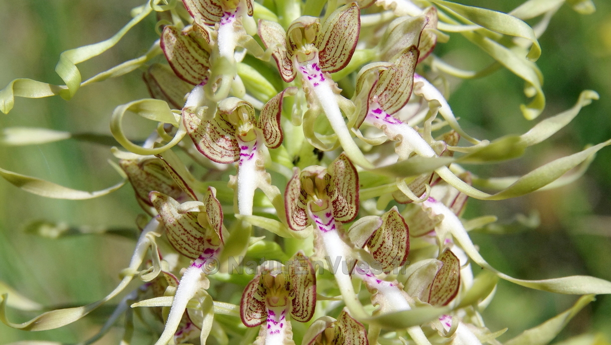 Himantoglossum hircinum (La Roque Esclapon-83)