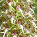 Himantoglossum hircinum (La Roque Esclapon-83)