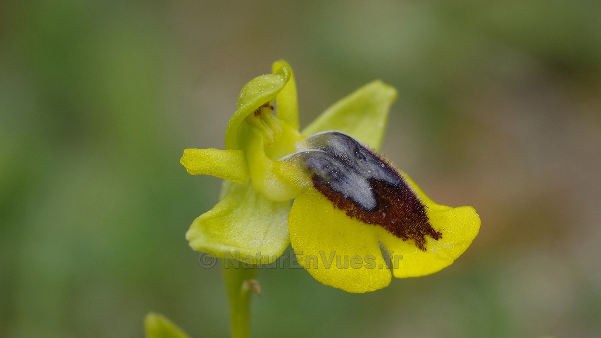 Ophrys lutea (Saint Cyr sur mer -83)