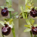 Ophrys provincialis, montage  (Var)