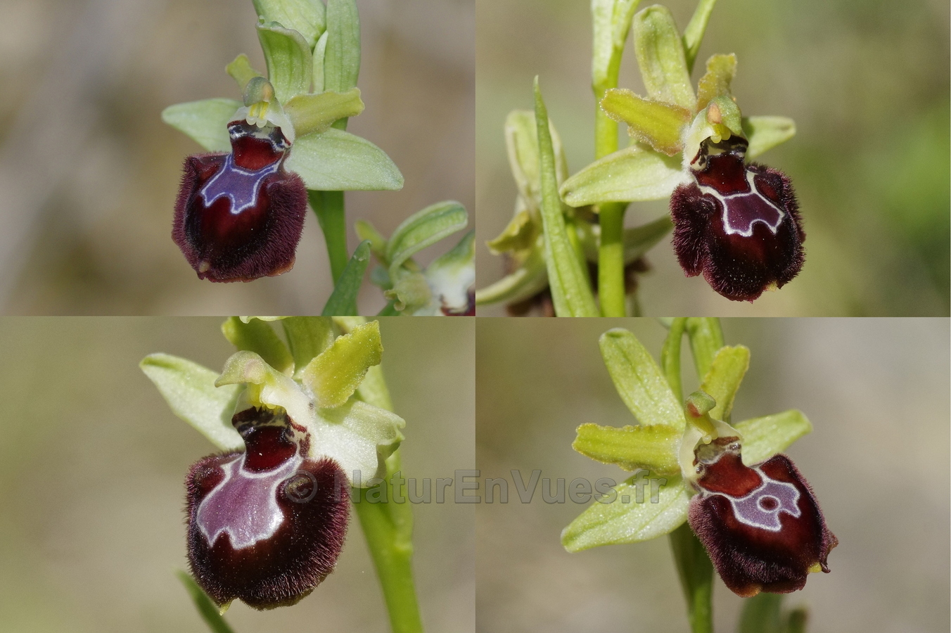 Ophrys provincialis, montage  (Var)