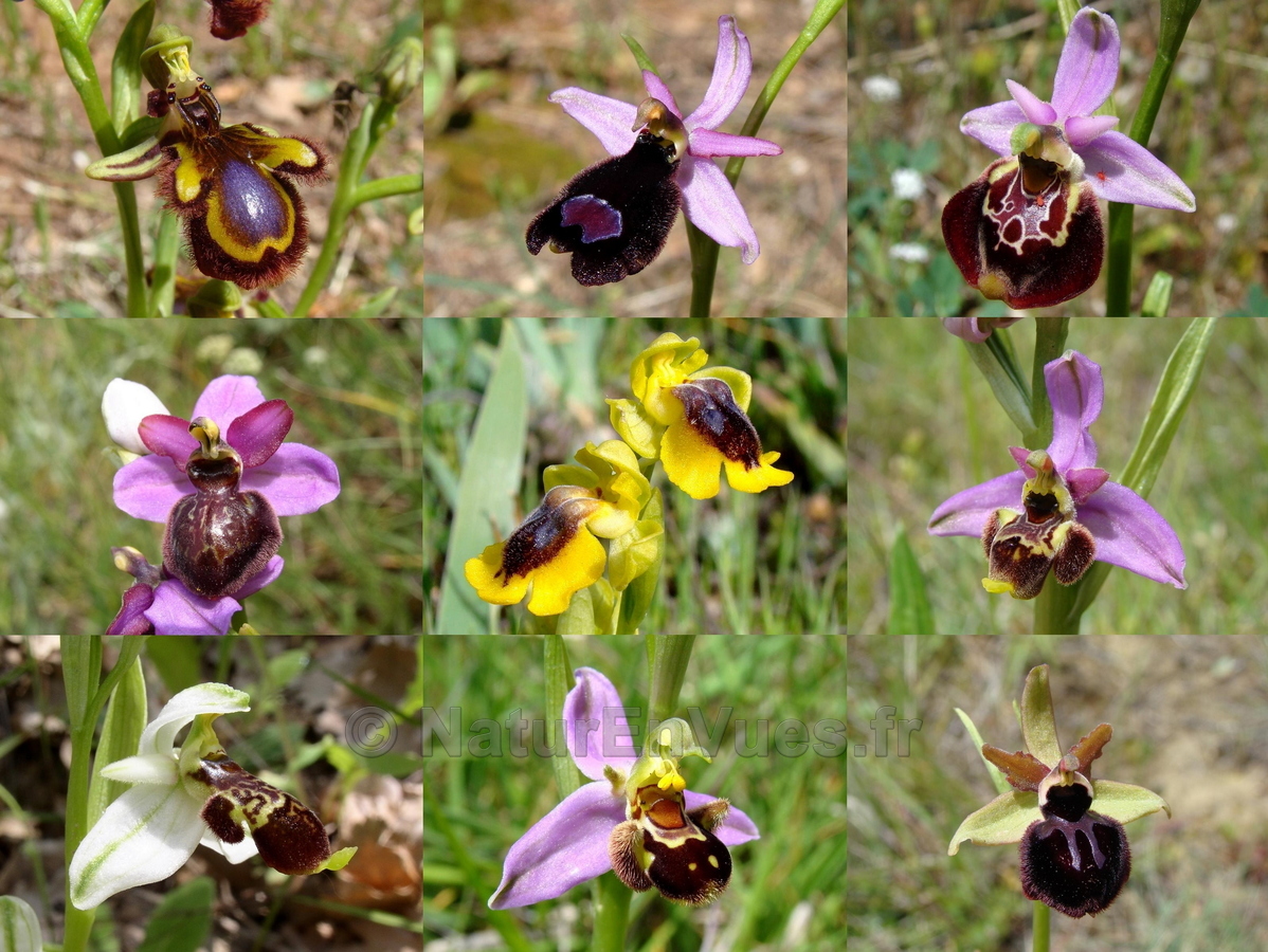 OPHRYS montage