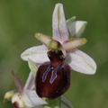 Ophrys exaltata sp arachnitiformis (Pierrefeu-83)