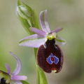 Ophrys aurelia (Hyères-83)
