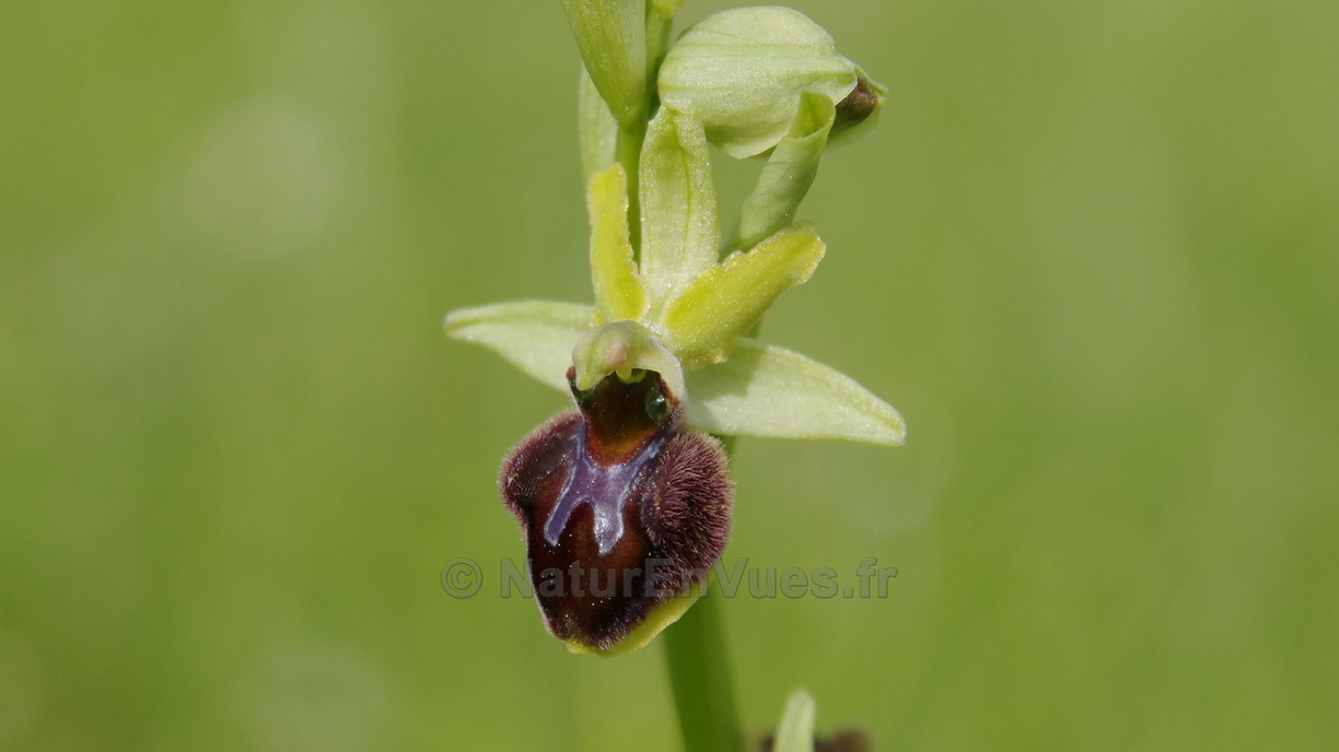 ophrys sphegodesGP0473.JPG