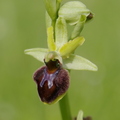 Ophrys sphegodes (Loches-37)