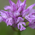 Orchis tridentata (Mazaugues-83)