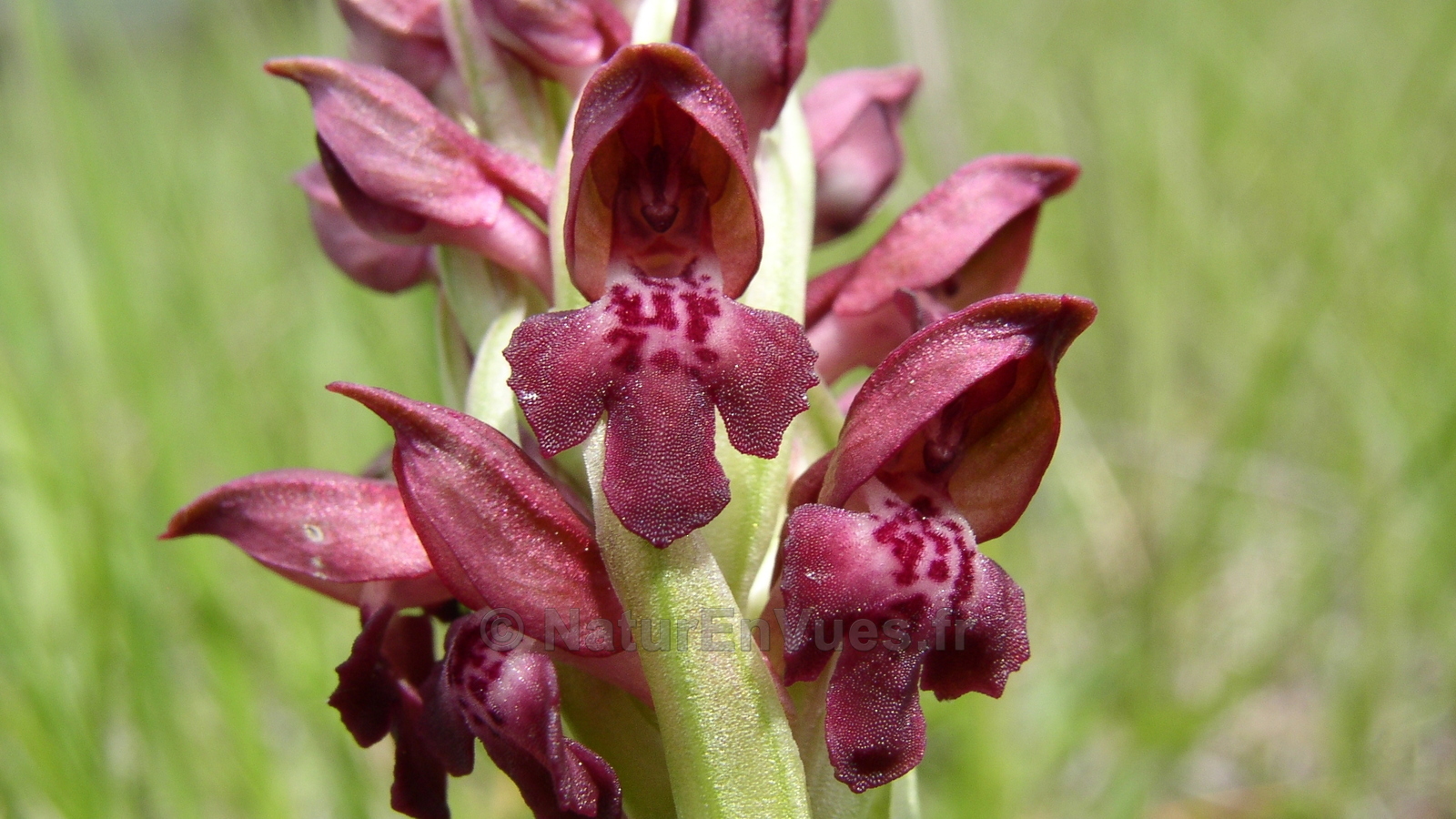 Orchis coriophora (La Roque esclapon-83)