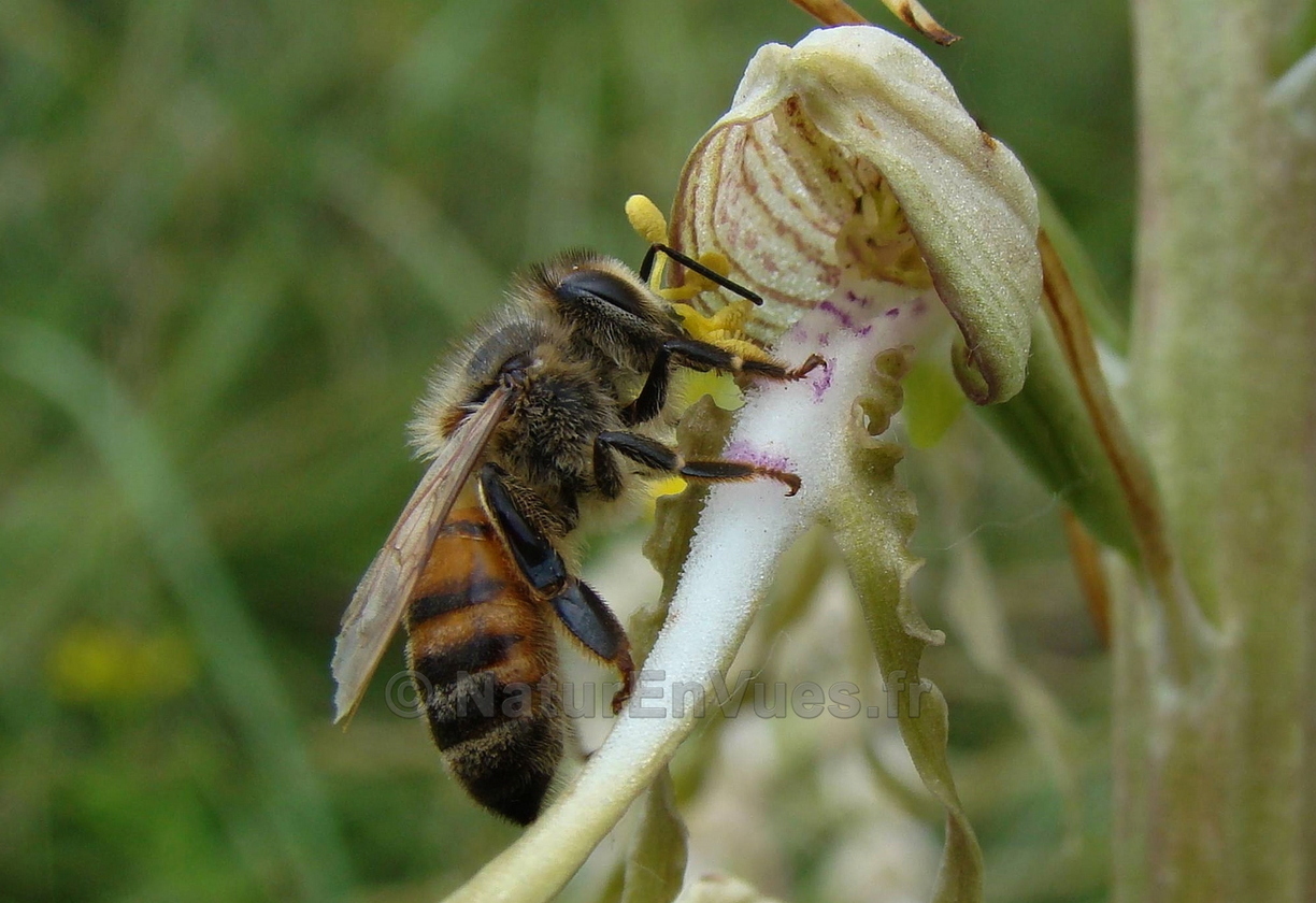 pseudocopulation d'abeille domestique sur Himantoglossum hircinum