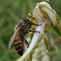 pseudocopulation d'abeille domestique sur Himantoglossum hircinum