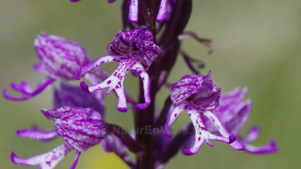 Orchis hybride purpurea X simia (Aveyron)