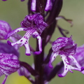 Orchis hybride purpurea X simia (Aveyron)