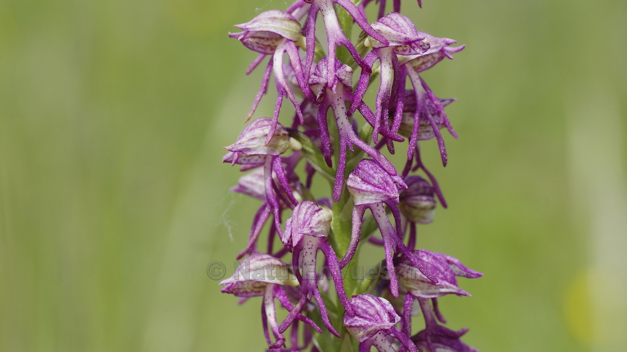 Hybride orchis simia X aceras (Aveyron)