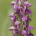 Hybride orchis simia X aceras (Aveyron)