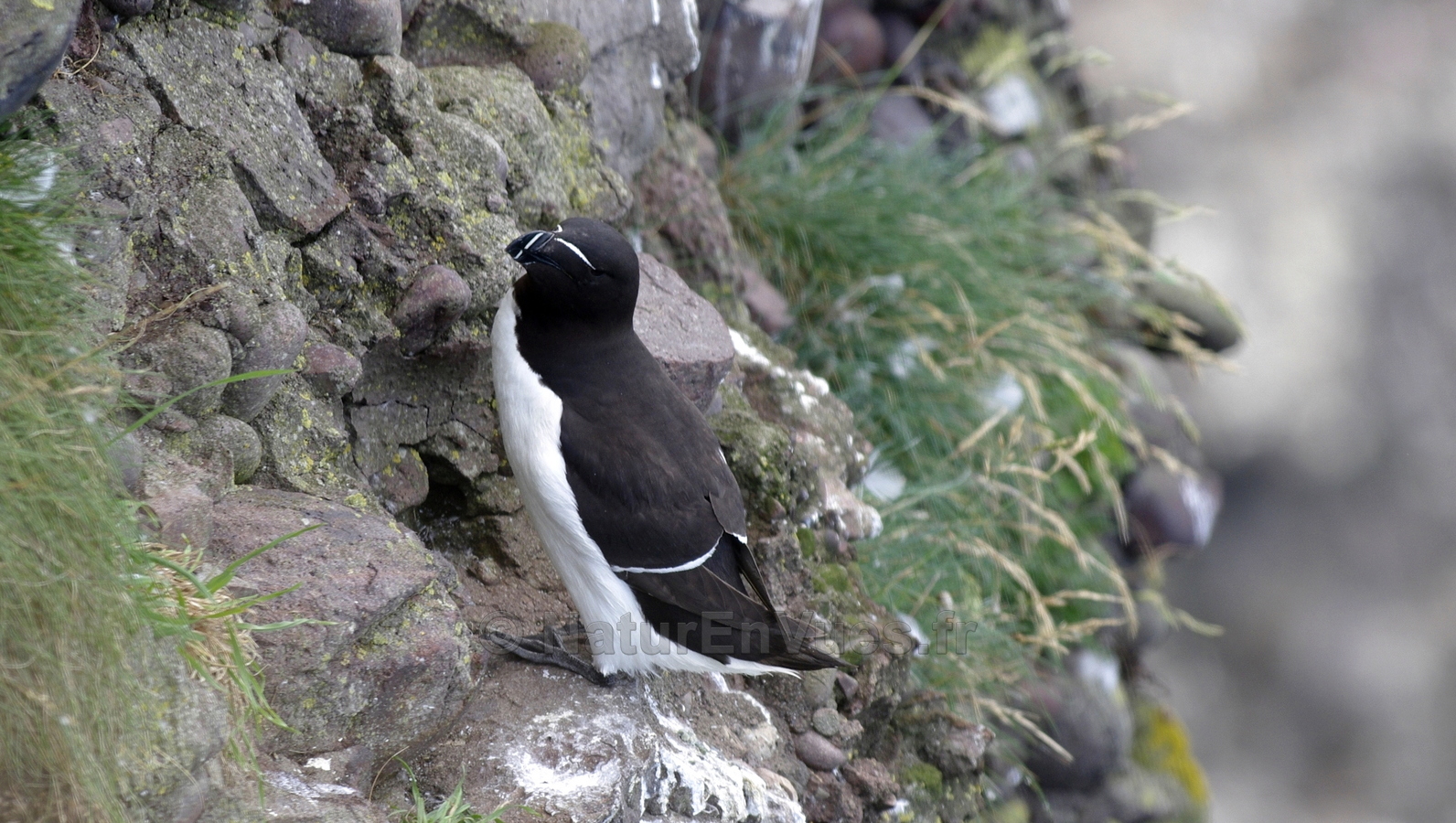 Pingouin torda (Ecosse)