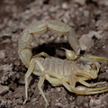 Scorpion occitan (plaine des Maures - 83)