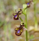 Ophrys speculum (Ronda-Espagne)