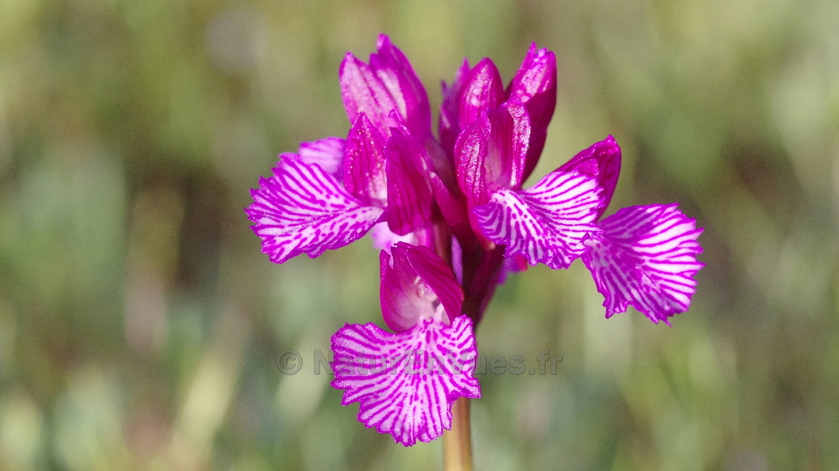 Orchis papilionacea (Espagne).JPG