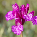 Orchis papilionacea (Andalousie)