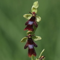 Ophrys insectifera (Lanuéjols-30)