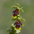 Ophrys aymoninii (Lanuéjols-30)