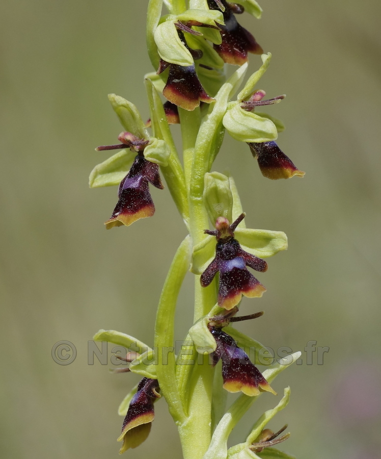 Ophrys insectifera (Lanuéjols-30)