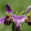 Ophrys apifera (Belgentier-83)
