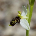 Ophrys philippi (Belgentier-83)