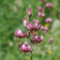 Lilium martagon (Ristolas - 05)