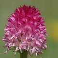 Nigritelle (Nigritella corneliana)