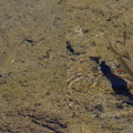 Saumon de fontaine (omble de fontaine) dévorant un peit coléoptère tombé à l'eau