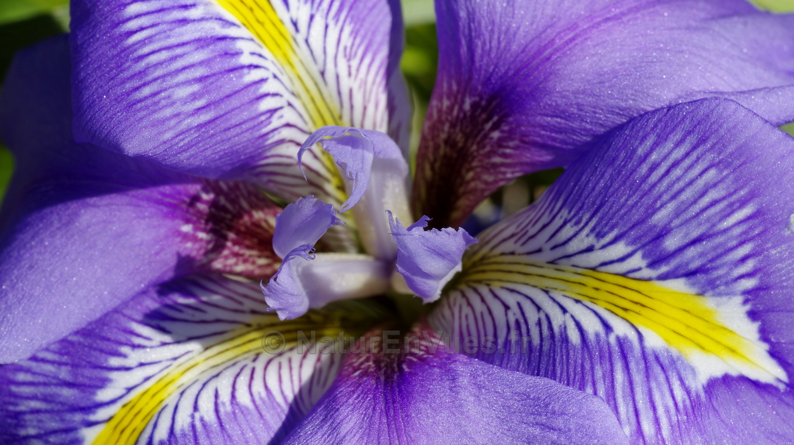Iris inguicularis (Solliès-Pont -83)