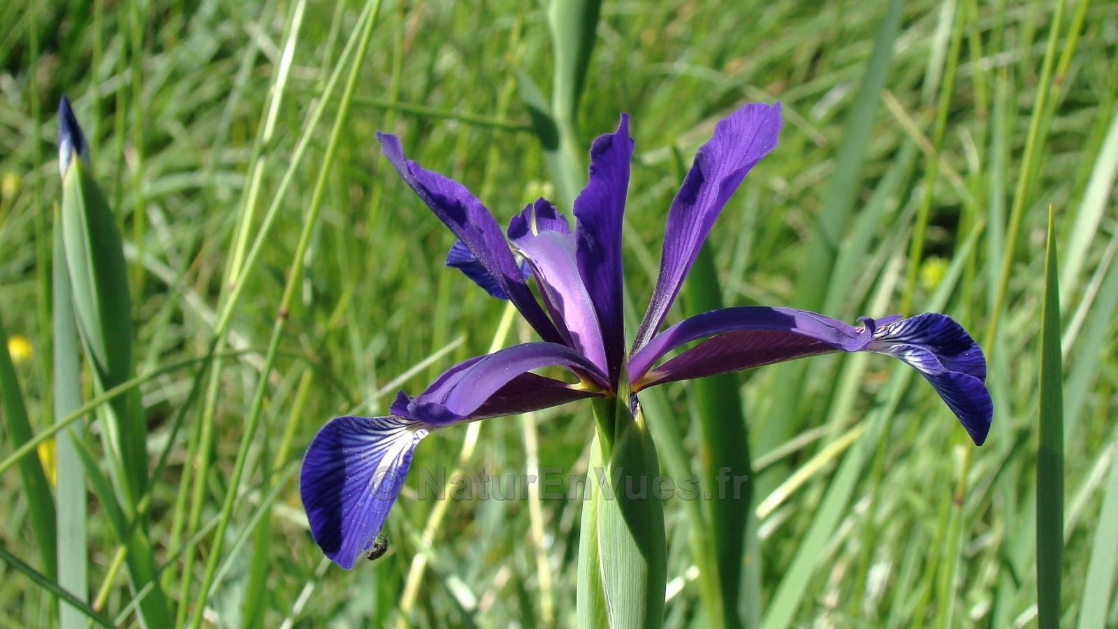 Iris spuria (Nîmes - 30)