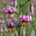 Lilium martagon (Châteauroux des Alpes - 05)