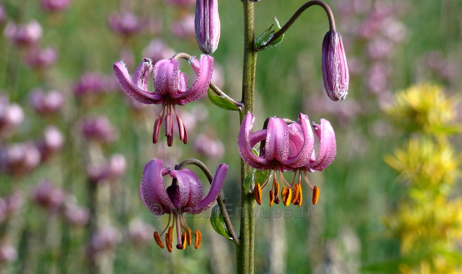 Lilium martagon (Châteauroux des Alpes - 05)