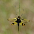Ascalaphe longicornis  (Pierrefeu - 83)
