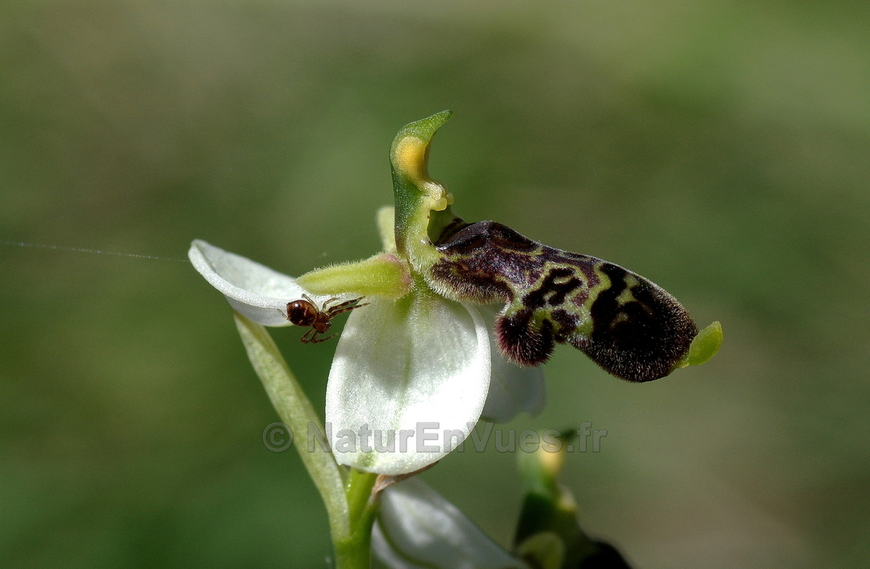 Ophrys philippi  (Belgentier- 83).JPG