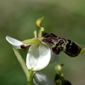Ophrys philippi  (Belgentier- 83)