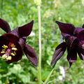 Ancolie noirâtre, Aquilegia atrata (Mercantour)